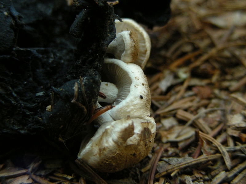 Qualche russula